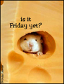friday, everyday, is it friday yet, funny, cheese, mouse