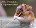 friday, everyday, funny, OMG, hamster