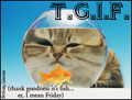 friday, everyday, funny, cat, fish bowl, TGIF