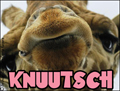 knutsch,dicken kuss,liebe,ksschen,giraffe,