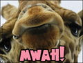 giraffe,mwah,kiss,love,big kiss,