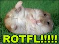 ROTFL, hamster.pet,funny,laughing,LOL,fun,friend,