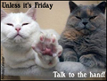 wednesday, everyday, funny, hump day, talk to the hand, cats