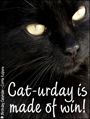 weekend, caturday, saturday, cat,