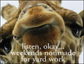 weekend, no yardwork, gardning