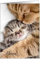 Mom Cat and Kitten...