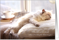 Cream Slumbering Cat...