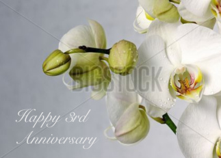 White Orchid Floral...