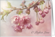 O Perfect Love Hymn Blush Cherry Blossoms Bokeh Photograph card