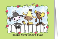 Three Cows Mooing...