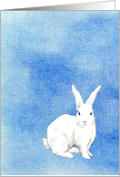 Rabbit Blue