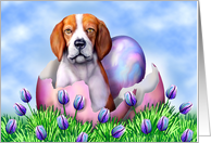 Beagle Easter...