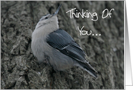 Nuthatch Thinking Of...