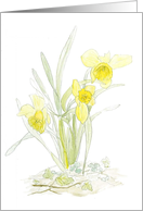 Daffodils