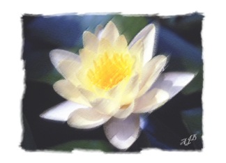 Water Lily-Birthday