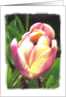 Tulip-Birthday