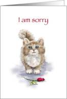 I am Sorry, Cute Cat...