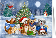 Happy Holidays Dogs...