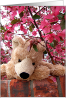 Apple Blossom Teddy