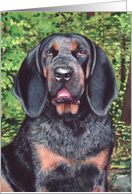 Coonhound Dog Painting card