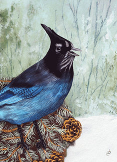 Stellar's Jay,...