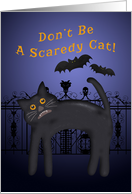 Scaredy Cat and Bats...