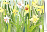 Easter Daffodil...