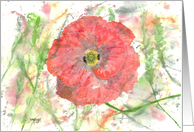 Poppy Burst