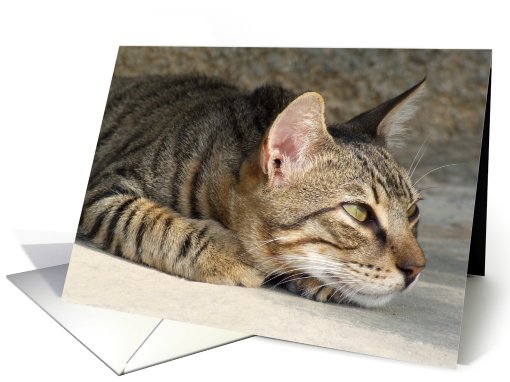 Thouhtful Tabby Cat card (515710)