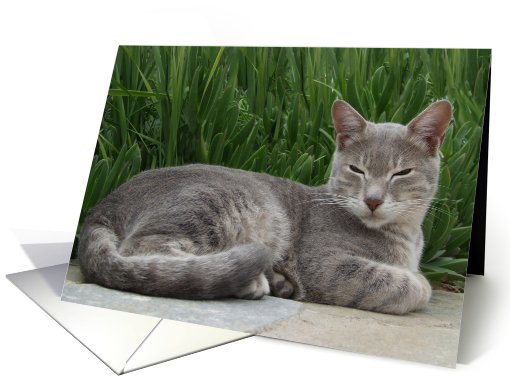 Grey Cat card (515730)