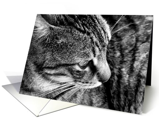 B&W Cat Photo card (515735)