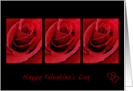 Red Roses Valentine...