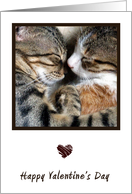 Cat Love Valentine...