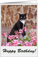 Cat and Flowers...