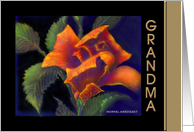 Grandma 'Orange Rose...