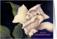 Grandma 'Ivory Rose'...