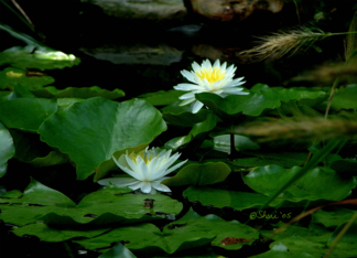 White Water Lilies -...
