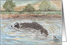 Crococollie, Border Collie Dog in a Lake, Blank card