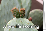 new life coming