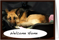 Welcome Home Dog