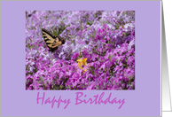 Birthday Butterfly...