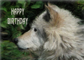 Wolf Birthday