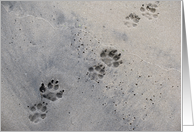 dog prints in the...