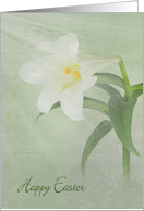 White Easter Lily...
