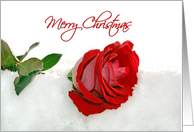 Christmas Red Rose...