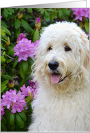 Goldendoodle pup in...