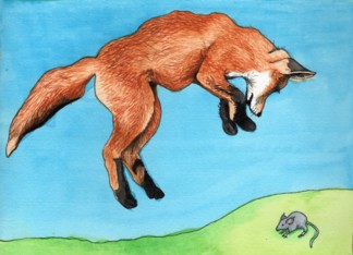 Pouncing Fox