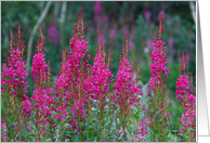 Fireweed