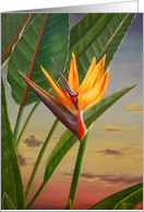 Bird of Paradise