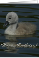 Little Cygnet-...